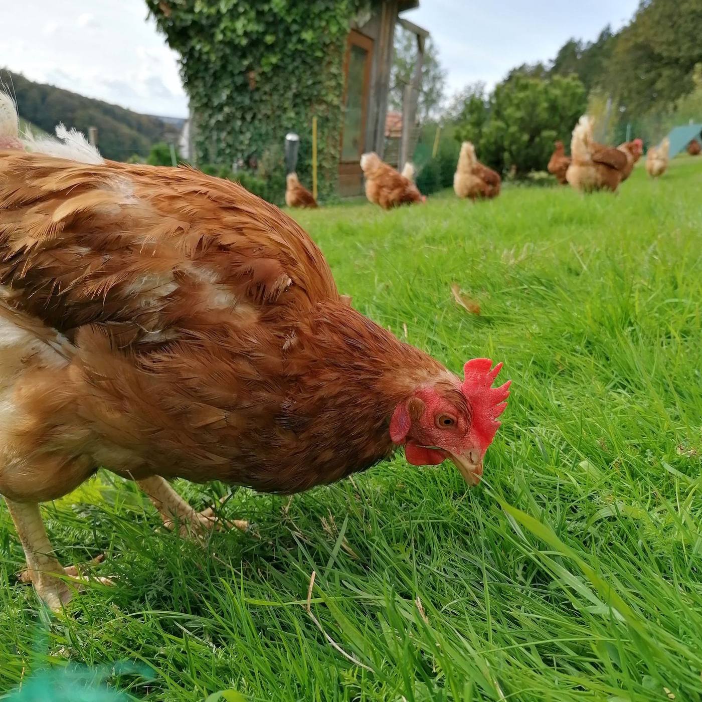Huhn am Grub-Daniel-Hof