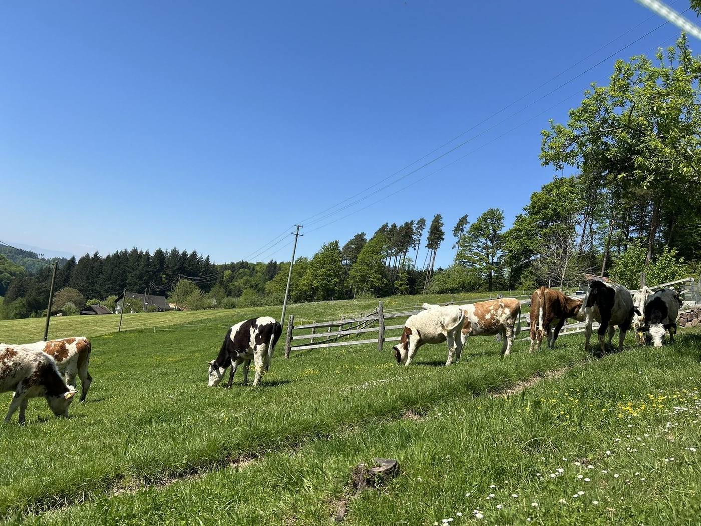 Rinder auf der Weide am Grub-Daniel-Hof
