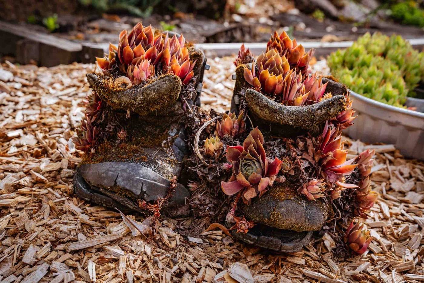Alte Schuhe mit Hauswurz-Deko am Grub-Daniel-Hof