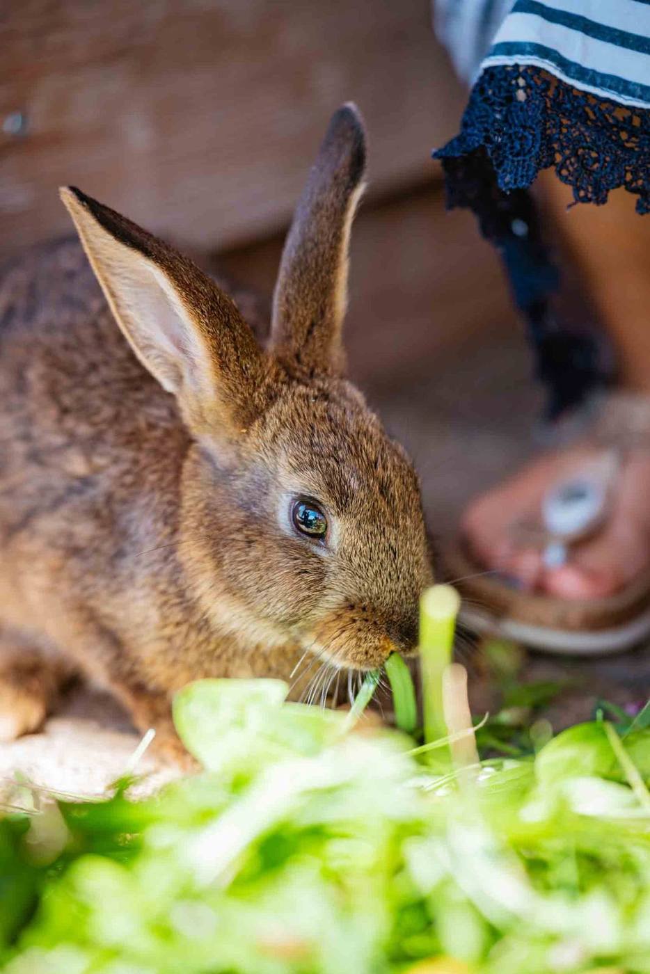 Hase beim Fressen von grünem Futter
