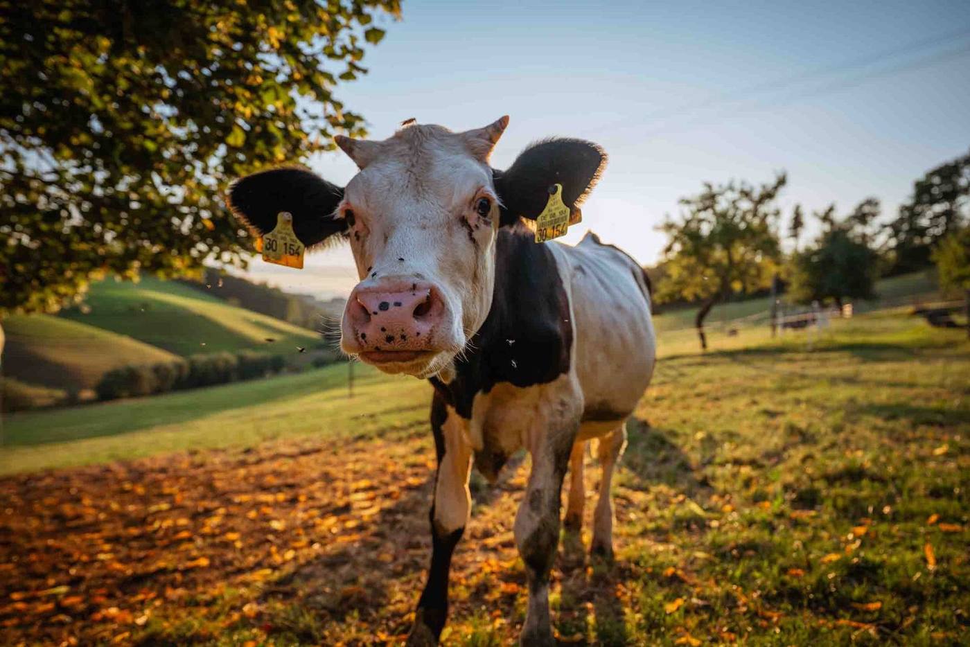 Rind auf der Weide bei Sonnenschein