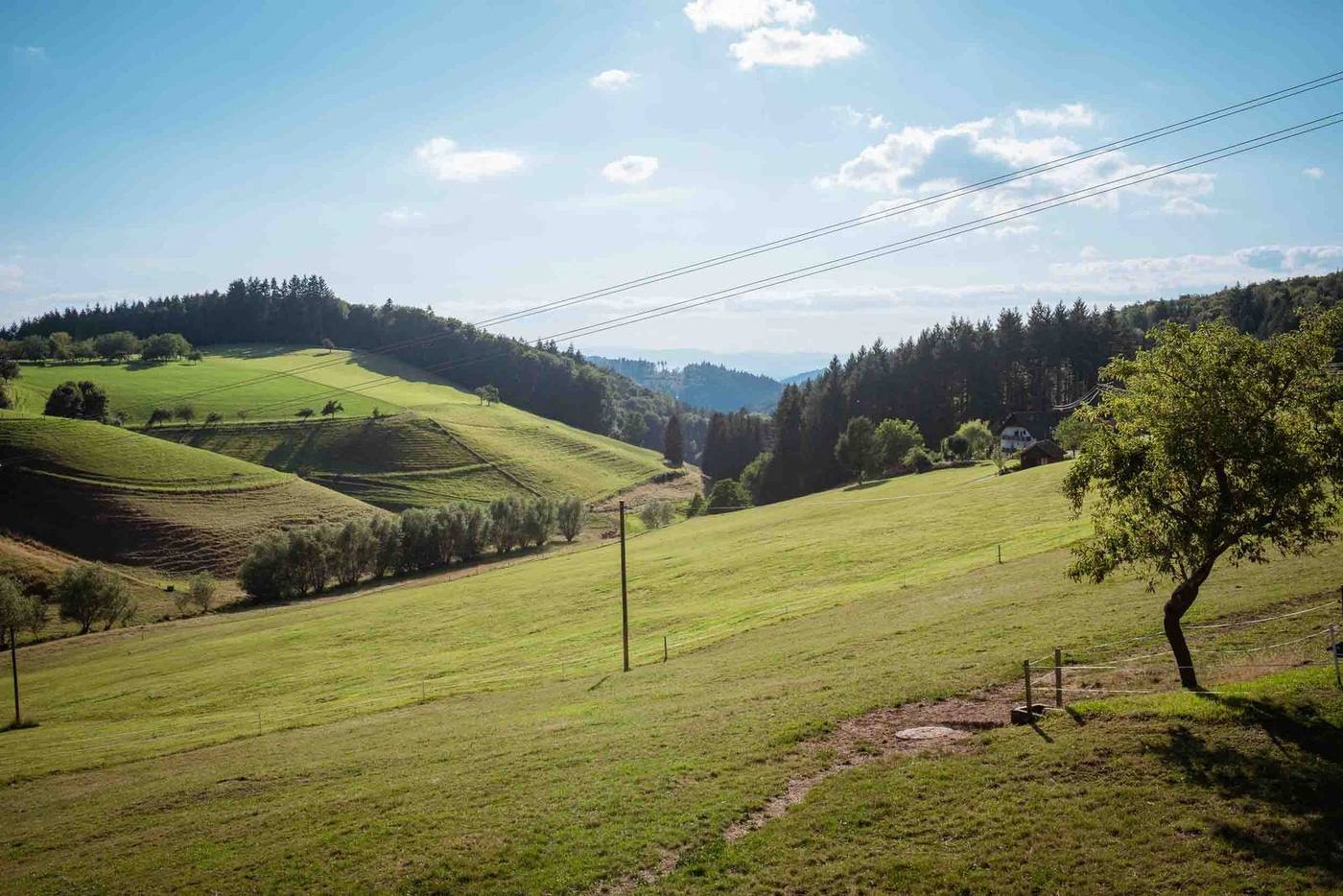 Aussicht vom Häusle bei der Linde auf Weide und Wald