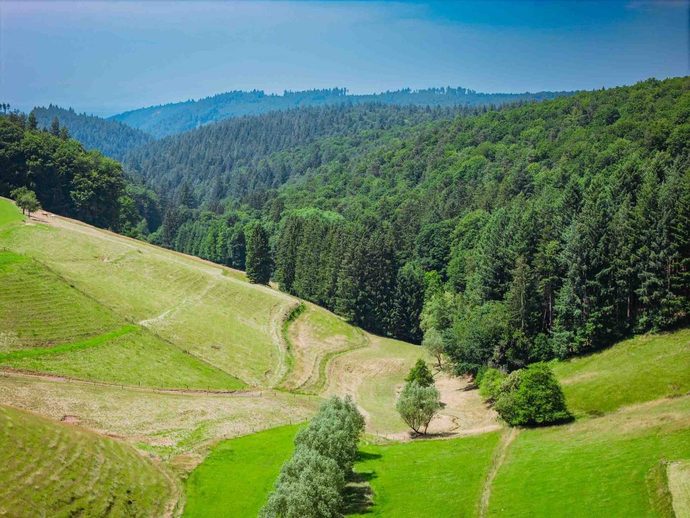 Blick ins Tal mit Wald und Wiese