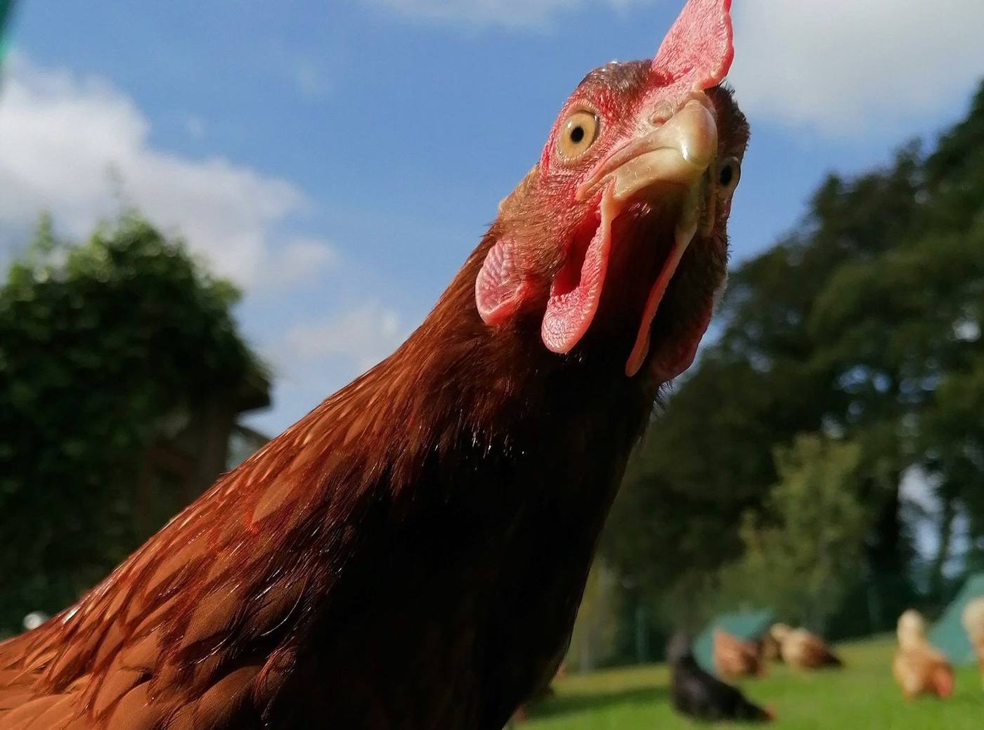 Huhn am Grub-Daniel-Hof