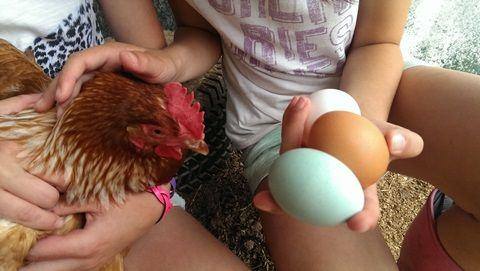 Huhn mit bunten Eiern am Grub-Daniel-Hof