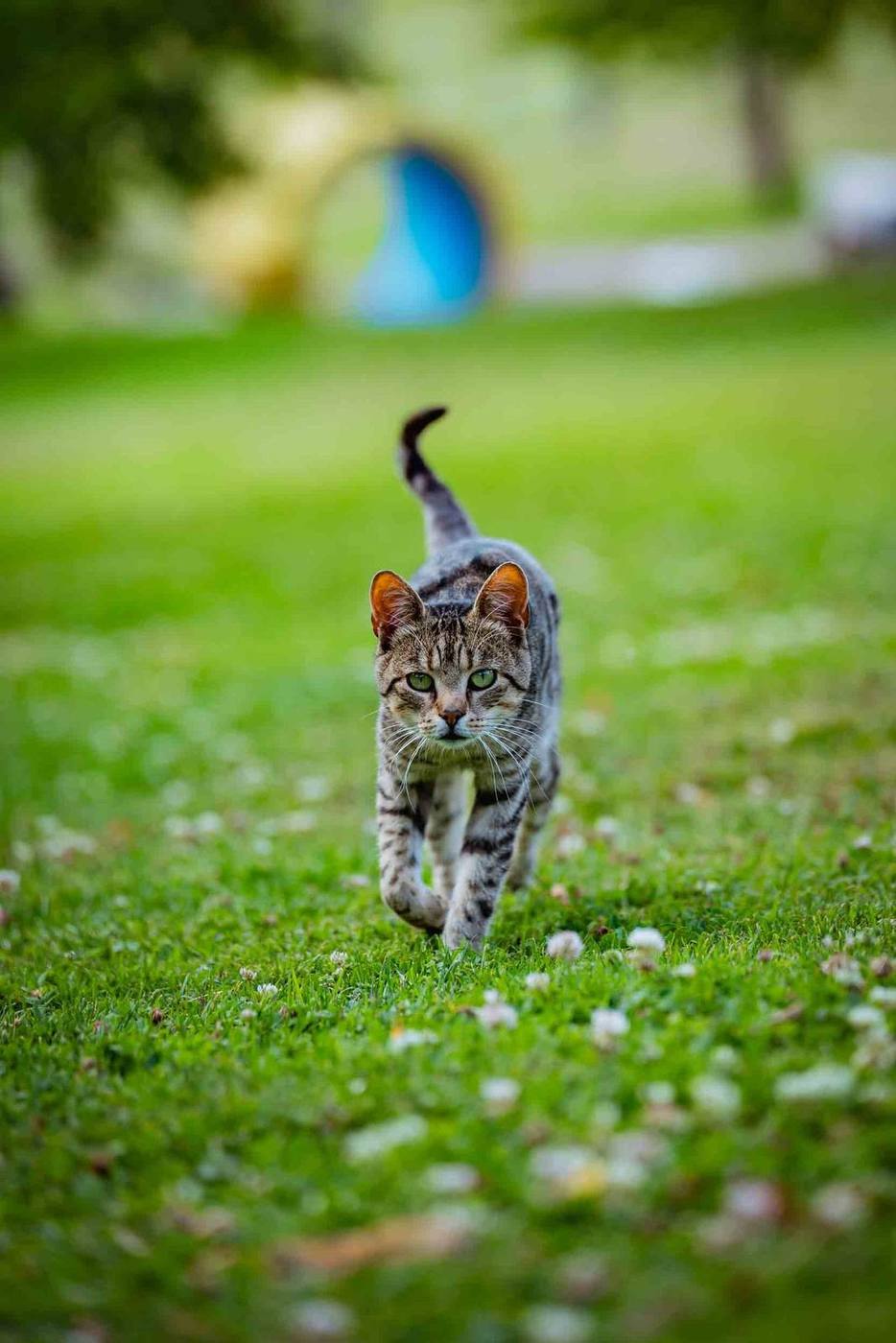 Katze kommt über die Wiese