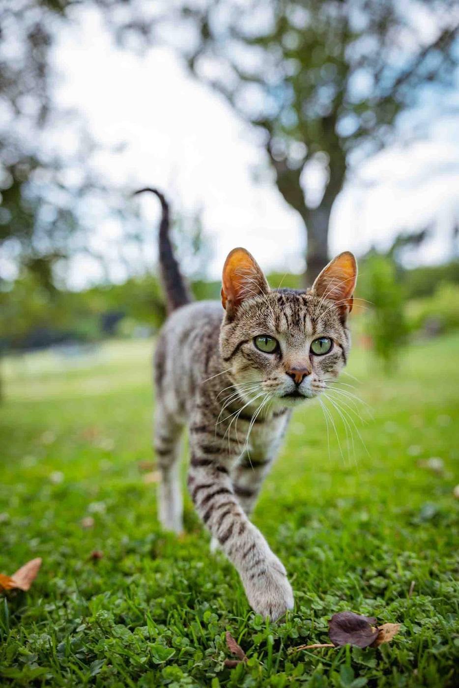 Katze kommt neugierig näher