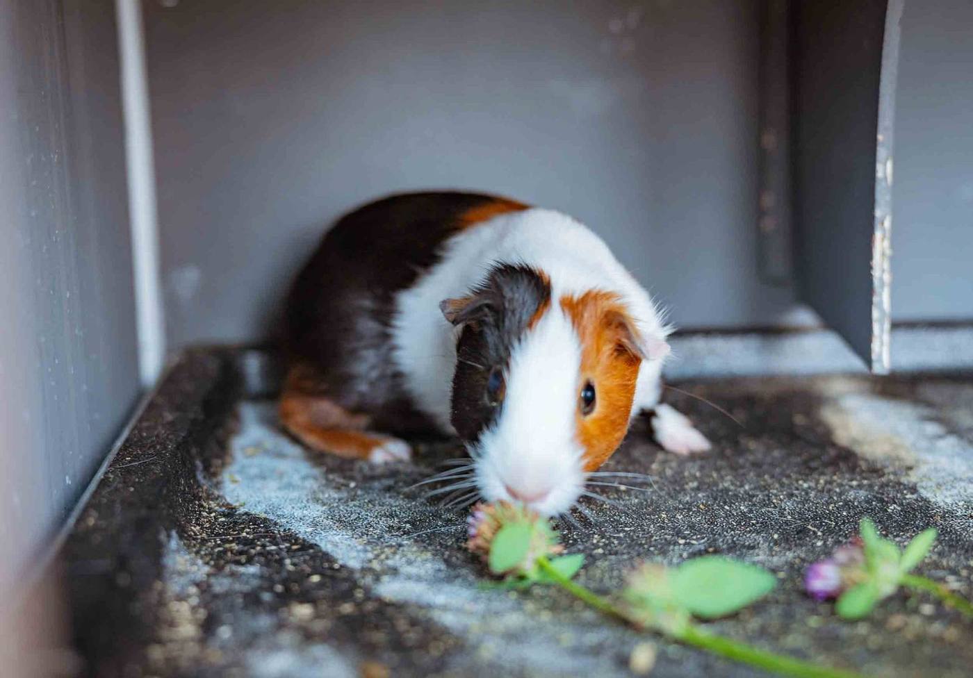 Schüchternes Meerschweinchen im Gras